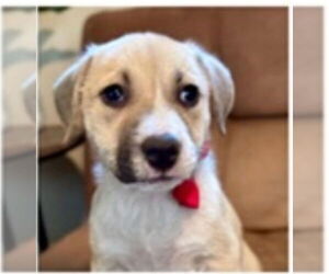 Labrenees Dogs for adoption in Sanford, FL, USA