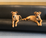 Small #2 Labrador Retriever-Rhodesian Ridgeback Mix