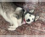 Small #1 Siberian Husky Mix
