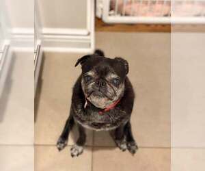 Chloe - Female Pug Dog for Adoption - Photo #6