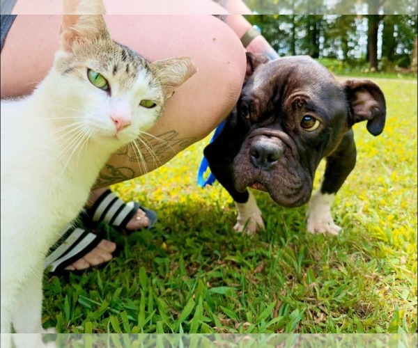 Medium Photo #4 Bulldog-Unknown Mix Puppy For Sale in Calhoun, GA, USA