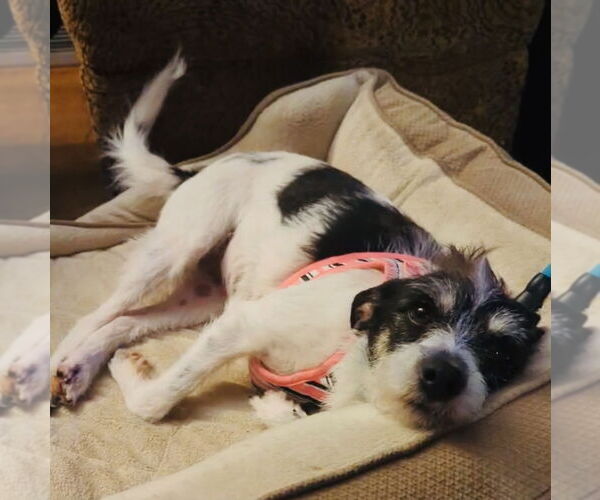 Medium Photo #1 Mutt Puppy For Sale in Mundelein, IL, USA