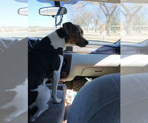 Jack Russell Terrier-Unknown Mix Dogs for adoption in Williamsburg, NM, USA
