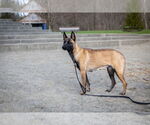 Small #3 German Shepherd Dog Mix