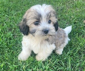 Havashu Puppy for sale in NOVI, MI, USA
