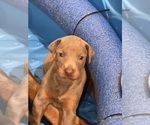 Small #12 Doberman Pinscher