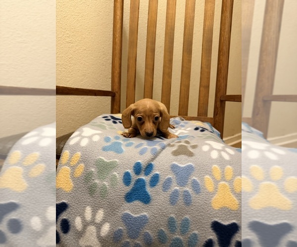 Medium Photo #4 Dachshund Puppy For Sale in RIPLEY, MS, USA