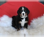 Small Photo #1 Bernese Mountain Dog Puppy For Sale in SUGARCREEK, OH, USA