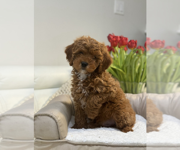 Medium Photo #6 Cock-A-Poo Puppy For Sale in MONTPELIER, VA, USA