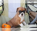 Small Photo #2 Boxer Puppy For Sale in SHILOH, OH, USA