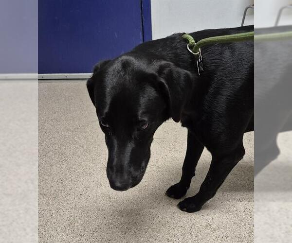 Medium Photo #1 Labrador Retriever Puppy For Sale in Bakersfield, CA, USA