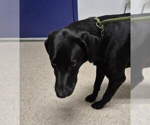 Labrador Retriever Dogs for adoption in Bakersfield, CA, USA