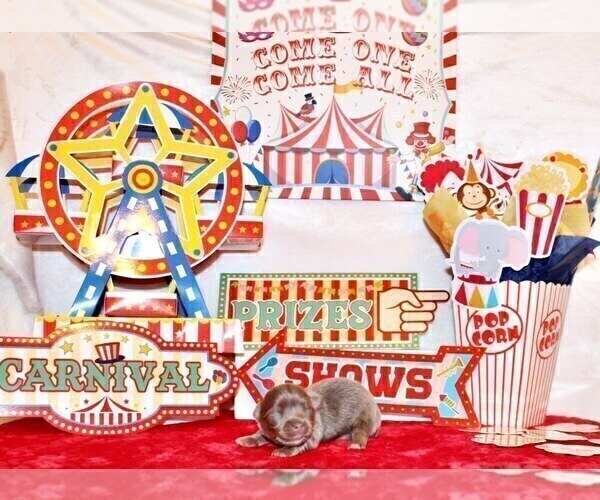 Medium Photo #7 Chihuahua Puppy For Sale in CHARLESTON, AR, USA