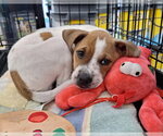 Small #1 Staffordshire Bull Terrier Mix