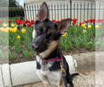 Small #10 German Shepherd Dog Mix