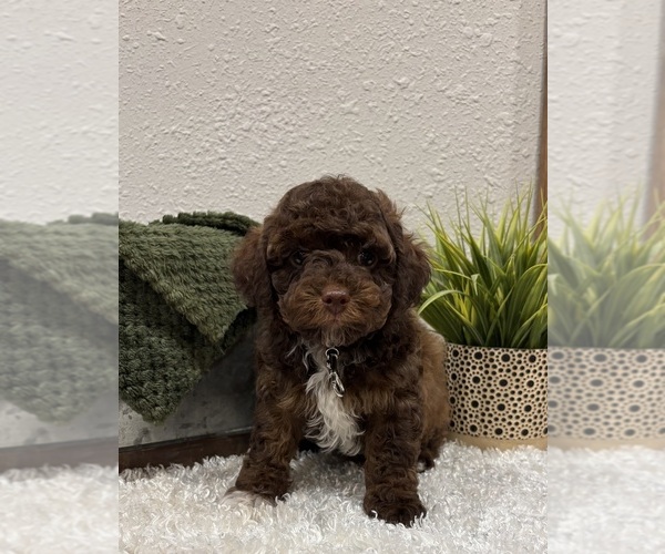 Medium Photo #2 Whoodle (Miniature) Puppy For Sale in DOSS, MO, USA