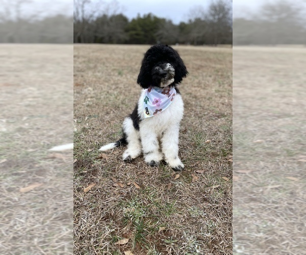 Medium Photo #1 Goldendoodle Puppy For Sale in CHESNEE, SC, USA
