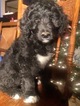 Small Photo #25 Aussiedoodle Puppy For Sale in ARBA, IN, USA
