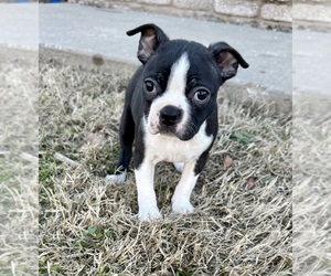 Boston Terrier Puppy for sale in WASHBURN, MO, USA