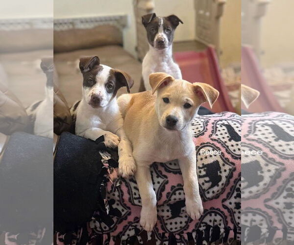 Medium Photo #3 Labsky Puppy For Sale in Princeton, MN, USA