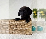Small #4 Dachshund