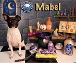 Small Photo #2 Chihuahua-Unknown Mix Puppy For Sale in Arcadia, FL, USA