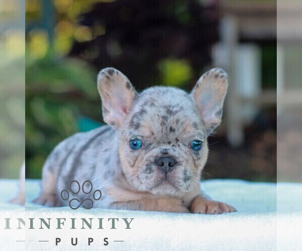 Medium Photo #3 French Bulldog Puppy For Sale in LITITZ, PA, USA