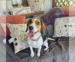 Small #2 Beagle
