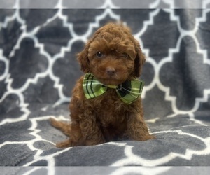 Cavapoo Puppy for sale in LAKELAND, FL, USA