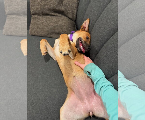 Medium Photo #3 Basenji-Unknown Mix Puppy For Sale in Milwaukie, OR, USA