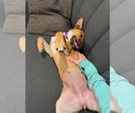 Small #2 Basenji Mix