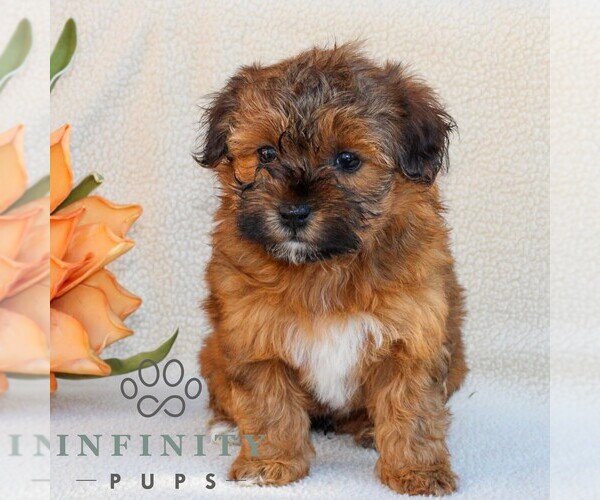 Medium Photo #5 Poovanese Puppy For Sale in NEWMANSTOWN, PA, USA