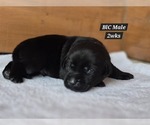 Small Photo #6 Labrador Retriever Puppy For Sale in EDGEWOOD, TX, USA