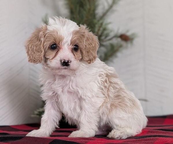 Medium Photo #33 Cavapoo (Miniature) Puppy For Sale in GOSHEN, IN, USA