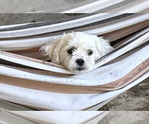 Briella - Female Maltese Dog for Adoption - Photo #2