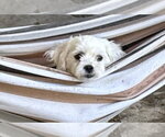 Small Photo #2 Maltese Puppy For Sale in Sandy, UT, USA
