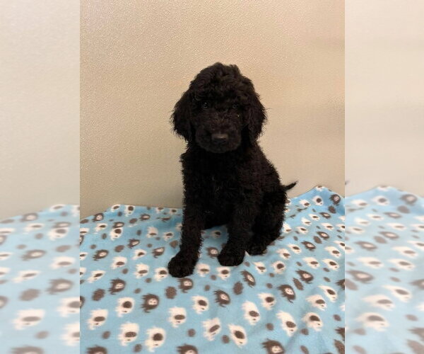 Medium Photo #3 Golden Retriever Puppy For Sale in Osgood, IN, USA