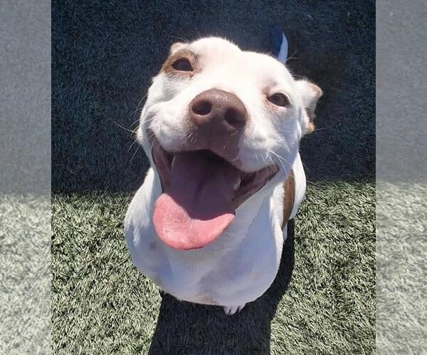 Medium Photo #2 Mutt Puppy For Sale in Rockwall, TX, USA