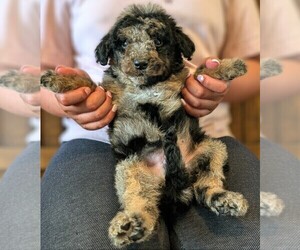 Medium Bernedoodle-Golden Mountain Dog Mix