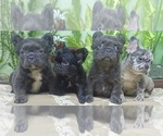 Small Photo #11 French Bulldog Puppy For Sale in SALT LAKE CITY, UT, USA