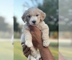 Small Photo #5 Bernedoodle-Bernese Mountain Dog Mix Puppy For Sale in PILOT POINT, TX, USA