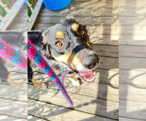 Bentley - Male Border Collie-Unknown Mix Dog for Adoption - Photo #3