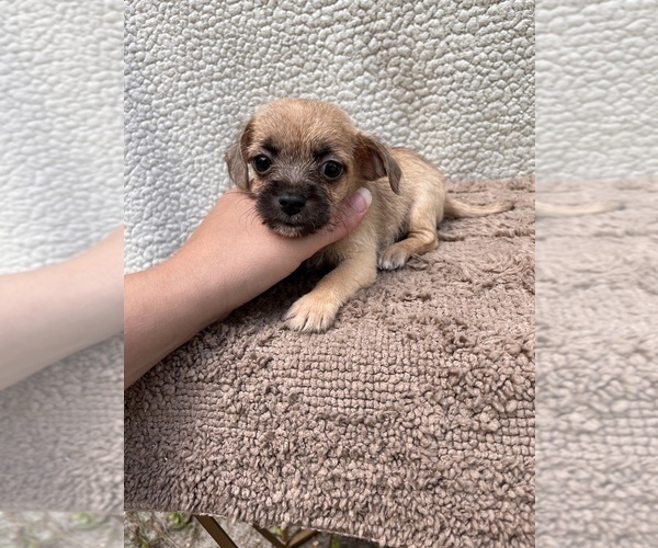 Medium Photo #11 Chiweenie-Jack Russell Terrier Mix Puppy For Sale in SAINT AUGUSTINE, FL, USA