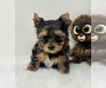 Small #13 Yorkshire Terrier