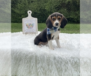 Beagle Puppy for Sale in NACOGDOCHES, Texas USA