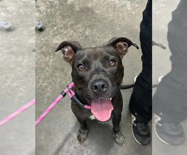 Medium Photo #1 American Pit Bull Terrier Puppy For Sale in Evansville, IN, USA