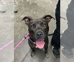 Small American Pit Bull Terrier