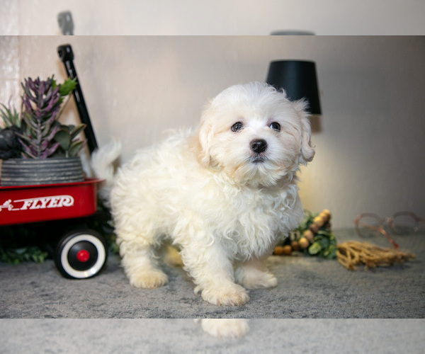 Medium Photo #6 Zuchon Puppy For Sale in SHILOH, OH, USA