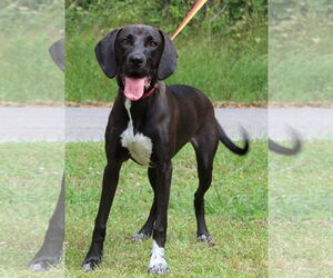 German Shorthaired Pointer-Unknown Mix Dogs for adoption in Prattville, AL, USA