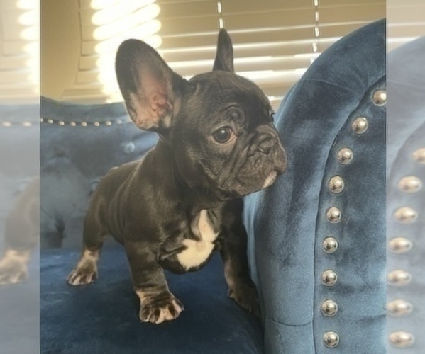 Medium Photo #1 French Bulldog Puppy For Sale in SOUTHLAKE, TX, USA